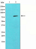 Western blot analysis on HepG2 cell lysate using MMP9 Antibody