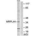 Western blot analysis of extracts from COS-7 cells, using MRPL44 antibody.