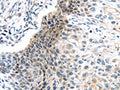 CENPM Antibody – Figure 1 of 2
