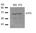 Western blot analysis of extracts from 293 and 3T3 cells using ATF2(Ab-62 or 44) Antibody.