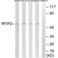 Western blot analysis of extracts from A549 cells, COLO cells, HUVEC cells and MCF-7 cells, using RAB11FIP2 antibody.