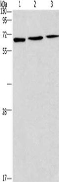 Gel: 12%SDS-PAGE, Lysate: 40 ug, Lane 1-3: 231 cells, LoVo cells, HepG2 cells, Primary antibody: CSB-PA437952(BIN3 Antibody) at dilution 1/275, Secondary antibody: Goat anti rabbit IgG at 1/8000 dilution, Exposure time: 2 minutes