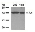 Western blot analysis of extracts from 293 and Hela cells using c-Jun(Ab-91) Antibody.