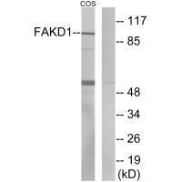 Western blot analysis of extracts from COS-7 cells, using FAKD1 antibody.