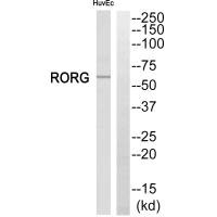 Western blot analysis of extracts from HuvEc cells, using RORG antibody.