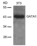 Western blot analysis of extracts from 3T3 cells using GATA1(Ab-142) Antibody.