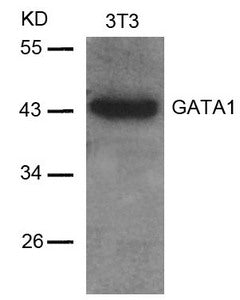 Western blot analysis of extracts from 3T3 cells using GATA1(Ab-142) Antibody.