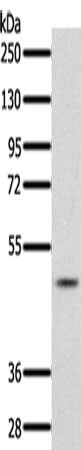 Gel: 10%SDS-PAGE, Lysate: 60 ug, Lane: K562 cells, Primary antibody: CSB-PA442649(PDCD4 Antibody) at dilution 1/300, Secondary antibody: Goat anti rabbit IgG at 1/8000 dilution, Exposure time: 10 minutes