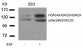 Western blot analysis of extracts from 293 cells untreated or treated with EGF using HDAC4/HDAC5/HDAC9(phospho-Ser246/259/220) Antibody.