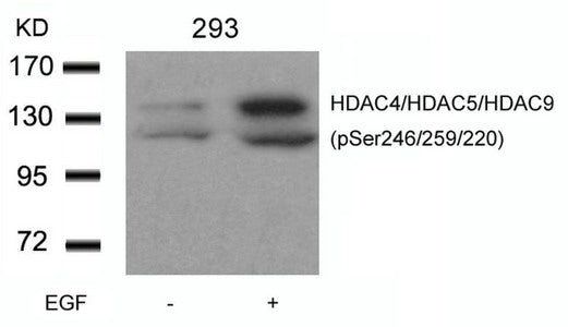 Western blot analysis of extracts from 293 cells untreated or treated with EGF using HDAC4/HDAC5/HDAC9(phospho-Ser246/259/220) Antibody.