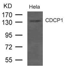Western blot analysis of extract from Hela cells using CDCP1(CD318) Antibody