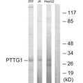 Western blot analysis of extracts from 293 cells, Jurkat cells and HepG2 cells, using PTTG1 antibody.