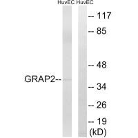 Western blot analysis of extracts from HuvEc cells, using GRAP2 antibody.