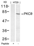 Western blot analysis of extracts from HT29 cells using PKCth(Ab-695) Antibody and the same antibody preincubated with blocking peptide.