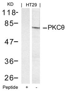 Western blot analysis of extracts from HT29 cells using PKCth(Ab-695) Antibody and the same antibody preincubated with blocking peptide.