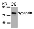 Western blot analysis of extracts from C6 cells using synapsin(Ab-9) Antibody.