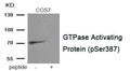 Western blot analysis of extracts from COS7 tissue using GTPase Activating Protein antibody.The lane on the right is treated with the antigen-specific peptide.