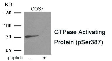 Western blot analysis of extracts from COS7 tissue using GTPase Activating Protein antibody.The lane on the right is treated with the antigen-specific peptide.