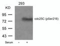 Western blot analysis of extracts from 293 cells untreated or treated with serum using cdc25C(Phospho-Ser216) Antibody.