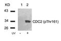 Western blot analysis of extracts from Hela cells untreated(lane 1) or treated with UV(lane 2) using CDC2(Phospho-Thr161) Antibody.