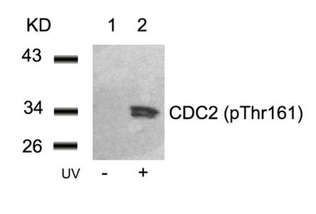 Western blot analysis of extracts from Hela cells untreated(lane 1) or treated with UV(lane 2) using CDC2(Phospho-Thr161) Antibody.