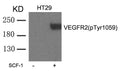 Western blot analysis of extracts from HT29 cells untreated or treated with SCF-1 using VEGFR2(phospho-Tyr1059) Antibody.