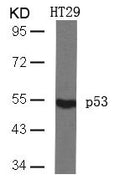 Western blot analysis of extracts from HT29 cells using p53(Ab-46) Antibody.