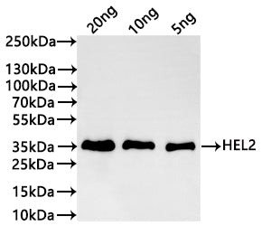 Western Blot
Positive WB detected in: recombinant protein
All lanes:HEL2 Antibody at 1:1000
Secondary
Goat polyclonal to rabbit IgG at 1/20000 dilution
Predicted band size: 34.4 kDa
Observed band size: 35 kDa