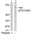 Western blot analysis of extracts from HepG2 cells using Met(Phospho-Tyr1349) Antibody(Lane 2) and the same antibody preincubated with blocking peptide(Lane1).