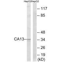 Western blot analysis of extracts from HepG2 cells, using CA13 antibody.