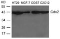 Western blot analysis of extracts from HT-29, MCF-7, COS-7 and C2C12 cells using Cdx2 Antibody.