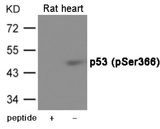 Western blot analysis of extracts from Rat heart using p53 (Phospho-Ser366) Antibody.The lane on the left is treated with the antigen-specific peptide.