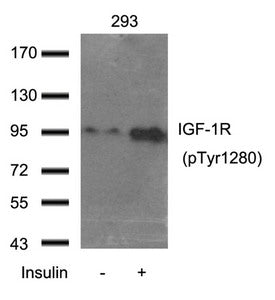 Western blot analysis of extract from 293 cells  using IGF-1R(Phospho-Tyr1280) Antibody.