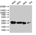 Western Blot
Positive WB detected in: recombinant protein
All lanes:Sgf11 Antibody at 1:1000
Secondary
Goat polyclonal to rabbit IgG at 1/50000 dilution
Predicted band size: 23.6 kDa
Observed band size: 24 kDa