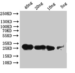 Western Blot
Positive WB detected in: recombinant protein
All lanes:Sgf11 Antibody at 1:1000
Secondary
Goat polyclonal to rabbit IgG at 1/50000 dilution
Predicted band size: 23.6 kDa
Observed band size: 24 kDa