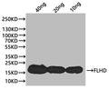 Western Blot
Positive WB detected in: recombinant protein
All lanes:flhD Antibody at 1:1000
Secondary
Goat polyclonal to rabbit IgG at 1/20000 dilution
Predicted band size: 17.7 kDa
Observed band size: 17 kDa