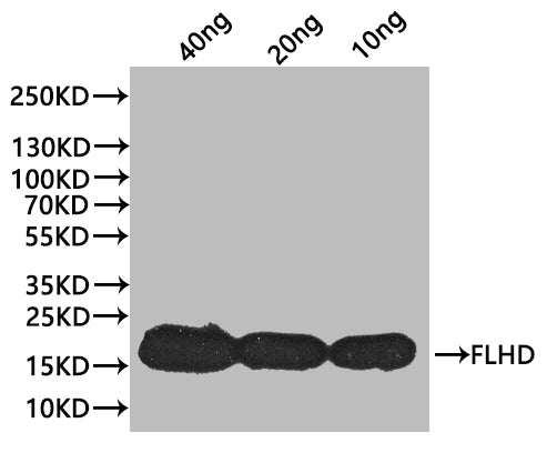 Western Blot
Positive WB detected in: recombinant protein
All lanes:flhD Antibody at 1:1000
Secondary
Goat polyclonal to rabbit IgG at 1/20000 dilution
Predicted band size: 17.7 kDa
Observed band size: 17 kDa