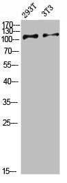 Western Blot analysis of various cells using Antibody diluted at 1:1000. Secondary antibody  was diluted at 1:20000
