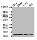 Western Blot
Positive WB detected in Recombinant protein
All lanes: A29L antibody at 1:1000
Secondary
Goat polyclonal to rabbit IgG at 1/50000 dilution
predicted band size: 13 kDa
observed band size: 13 kDa