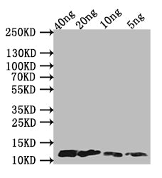 Western Blot
Positive WB detected in Recombinant protein
All lanes: A29L antibody at 1:1000
Secondary
Goat polyclonal to rabbit IgG at 1/50000 dilution
predicted band size: 13 kDa
observed band size: 13 kDa