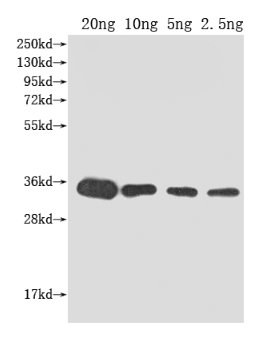 Western Blot
Positive WB detected in Recombinant protein
All lanes: kdsB antibody at 1:2000
Secondary
Goat polyclonal to rabbit IgG at 1/50000 dilution
Predicted band size: 33 kDa
Observed band size: 33 kDa