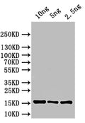 Western Blot
Positive WB detected in: recombinant protein
All lanes: ASPZODRAFT_1728931 Antibody at 1:1000
Secondary
Goat polyclonal to rabbit IgG at 1/50000 dilution
Predicted band size: 15 kDa
Observed band size: 15 kDa