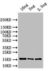 Western Blot
Positive WB detected in: recombinant protein
All lanes: ASPZODRAFT_1728931 Antibody at 1:1000
Secondary
Goat polyclonal to rabbit IgG at 1/50000 dilution
Predicted band size: 15 kDa
Observed band size: 15 kDa