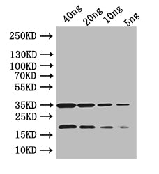 Western Blot
Positive WB detected in: recombinant protein
All lanes:bamA Antibody at 1:1000
Secondary
Goat polyclonal to rabbit IgG at 1/20000 dilution
Predicted band size: 34.5 kDa
Observed band size: 34 kDa