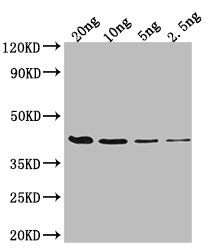 Western Blot
Positive WB detected in Recombinant protein
All lanes: FIS antibody at 1:2000
Secondary
Goat polyclonal to rabbit IgG at 1/50000 dilution
Predicted band size: 37.9 kDa
Observed band size: 38 kDa