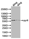 Western Blot
Positive WB detected in: recombinant protein
All lanes:pyrB Antibody at 1:1000
Secondary
Goat polyclonal to rabbit IgG at 1/20000 dilution
Predicted band size: 58 kDa
Observed band size: 58 kDa