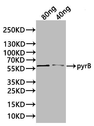 Western Blot
Positive WB detected in: recombinant protein
All lanes:pyrB Antibody at 1:1000
Secondary
Goat polyclonal to rabbit IgG at 1/20000 dilution
Predicted band size: 58 kDa
Observed band size: 58 kDa