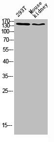 Western blot analysis of 293T lysate, mouse kidney antibody was diluted at 500. Secondary antibody  was diluted at 1:20000
