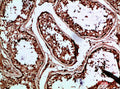 Immunohistochemical analysis of paraffin-embedded human-testis, antibody was diluted at 1:200