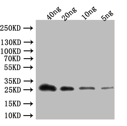 Western Blot
Positive WB detected in: recombinant protein
All lanes:ABCA13 Antibody at 1:1000
Secondary
Goat polyclonal to rabbit IgG at 1/50000 dilution
Predicted band size: 28 kDa
Observed band size: 28 kDa
